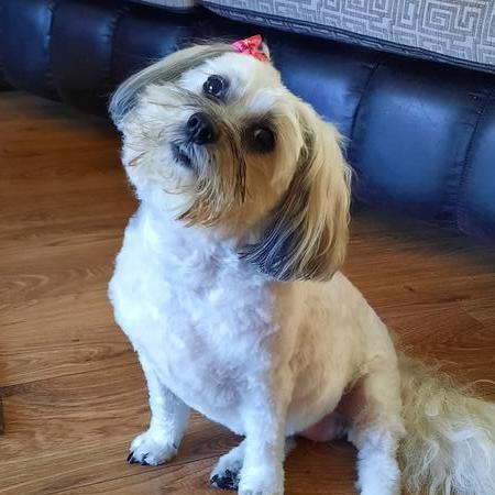 Lhasa Apso Dog Breed Information and Pictures  Petguide  PetGuide