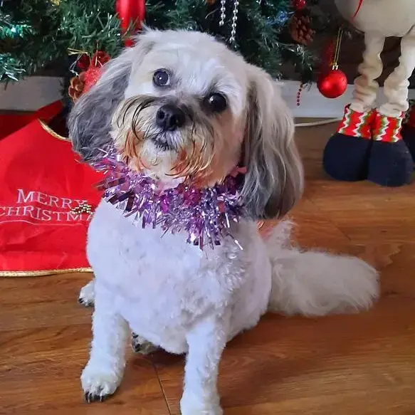 Lhasa Apso