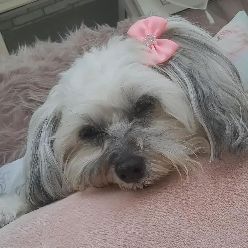 Lhasa Apso
