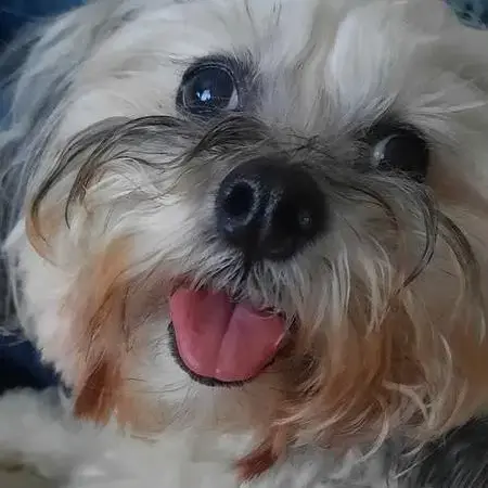 Lhasa Apso