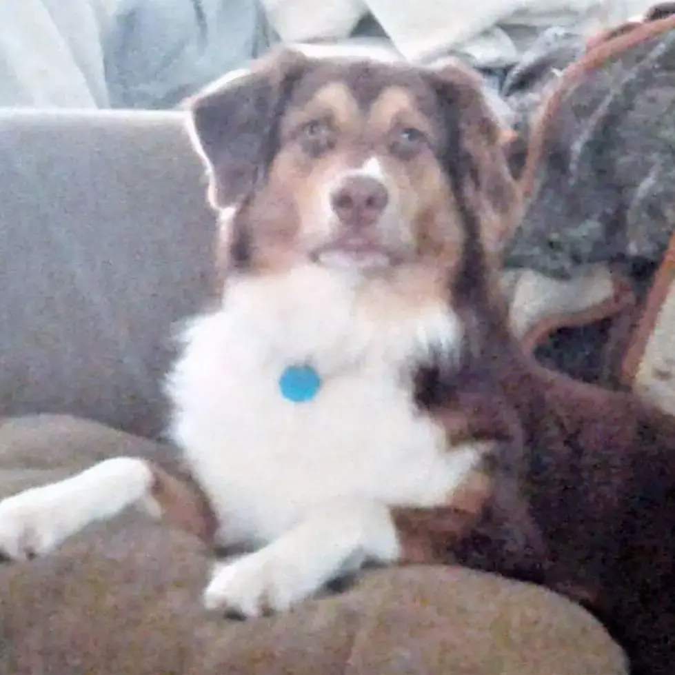 Australian Shepherd Dog