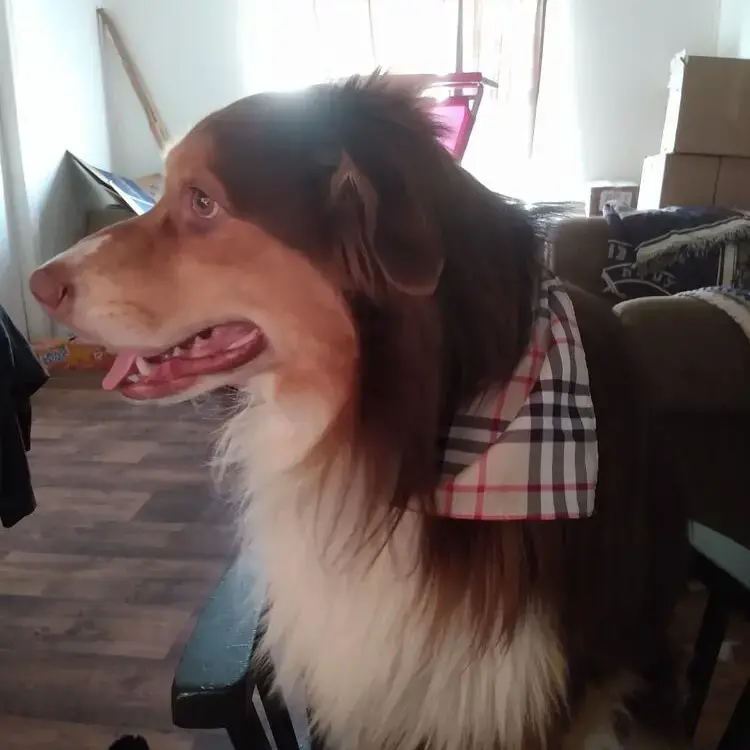 Australian Shepherd Dog