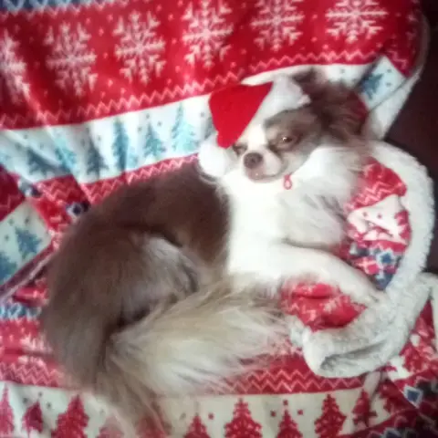 Chihuahua (Long Coat)