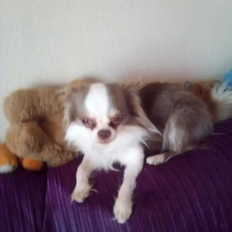 Chihuahua (Long Coat)