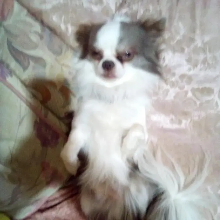 Chihuahua (Long Coat)