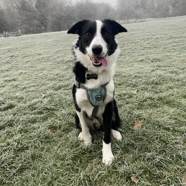Border Collie