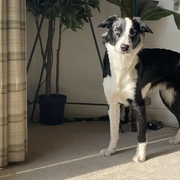 Border Collie