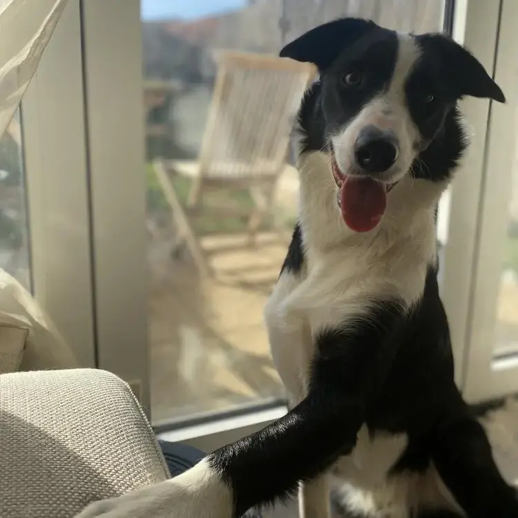 Border Collie