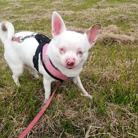 Chihuahua (Smooth Coat)