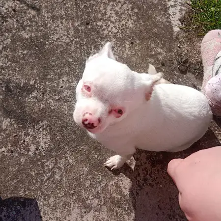 Chihuahua (Smooth Coat)