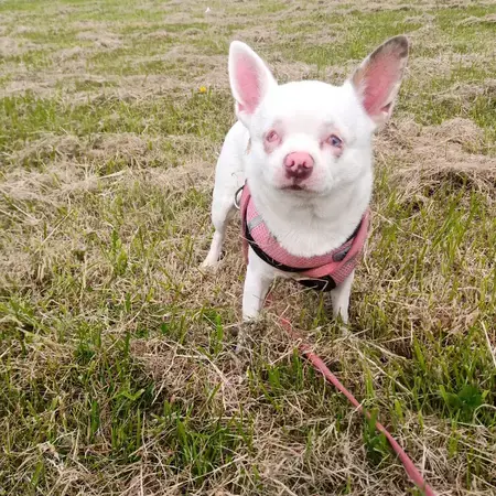 Chihuahua (Smooth Coat)