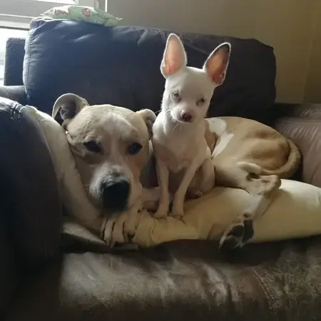 Chihuahua (Smooth Coat)