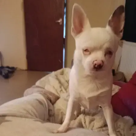 Chihuahua (Smooth Coat)