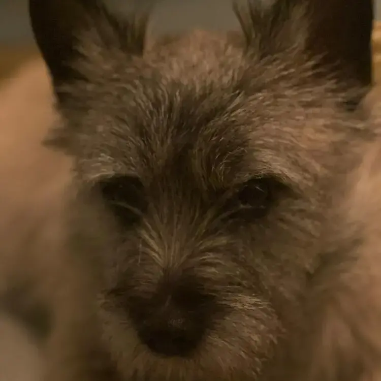 Cairn Terrier