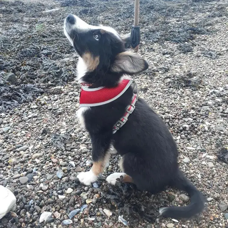 Border Collie