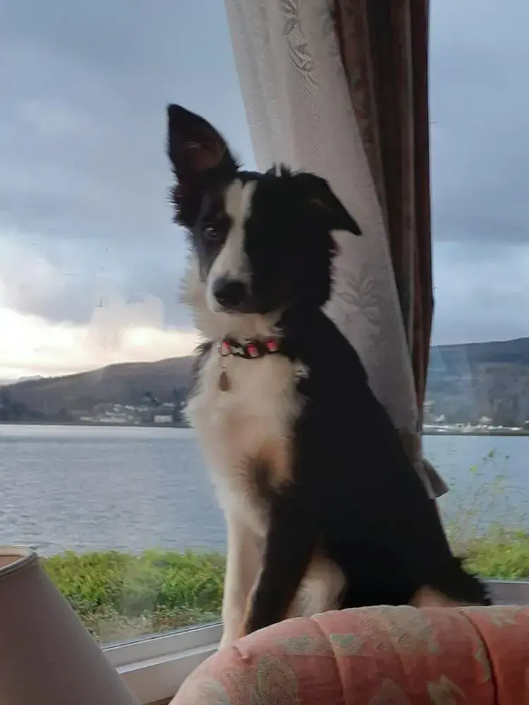 Border Collie