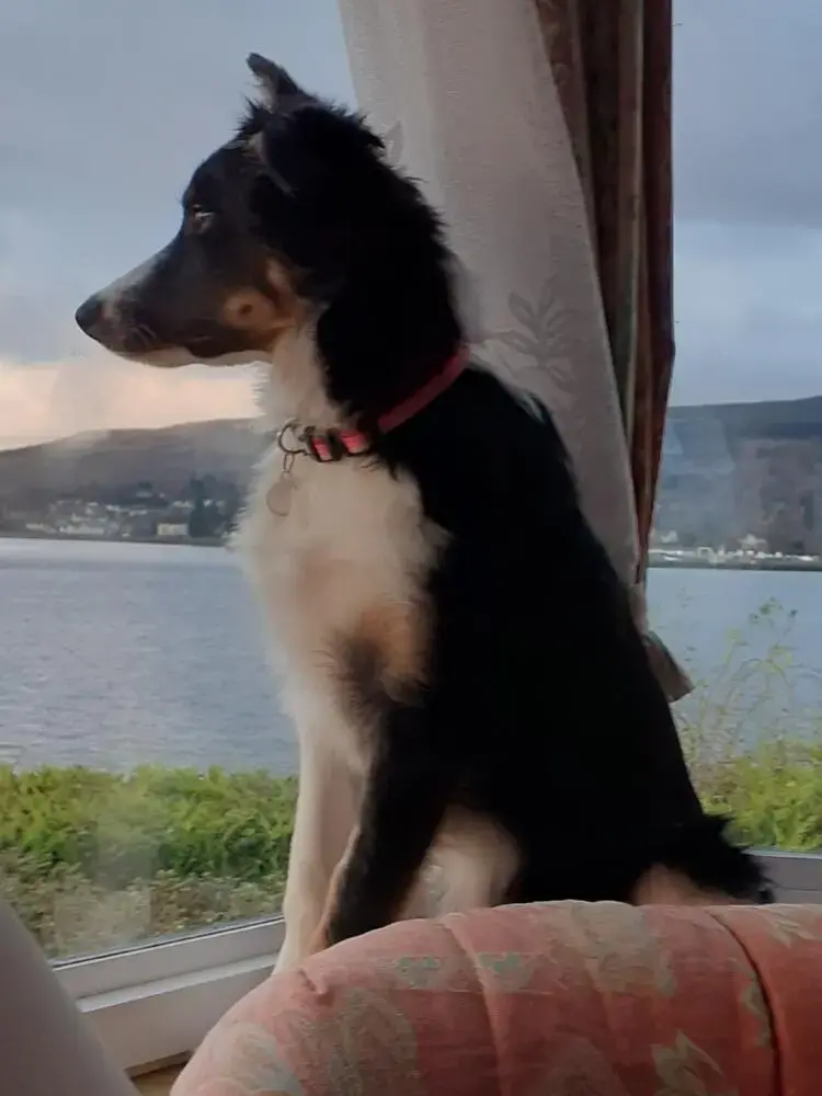 Border Collie