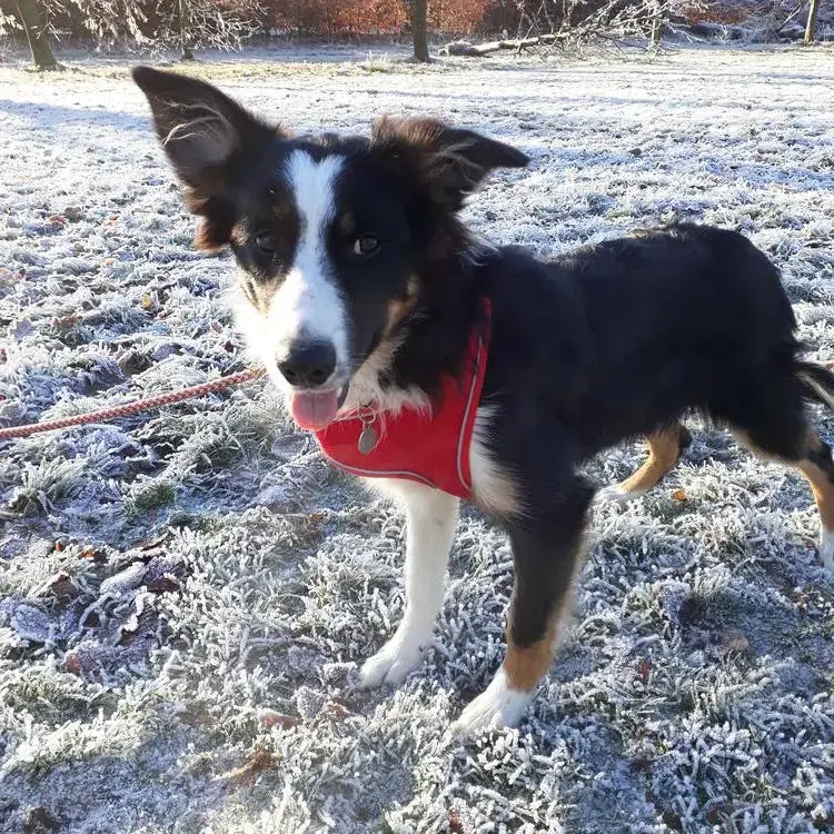 Border Collie