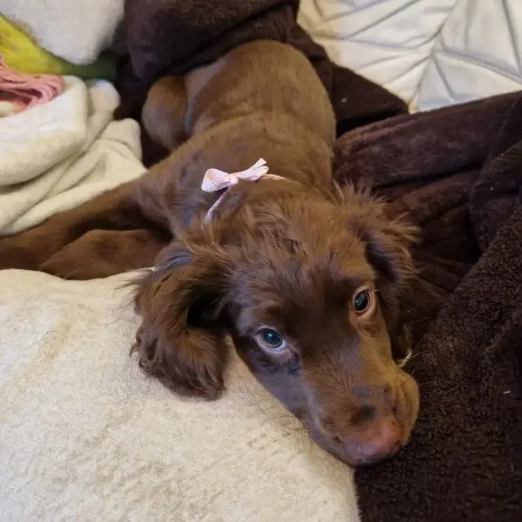 Cocker Spaniel (English)