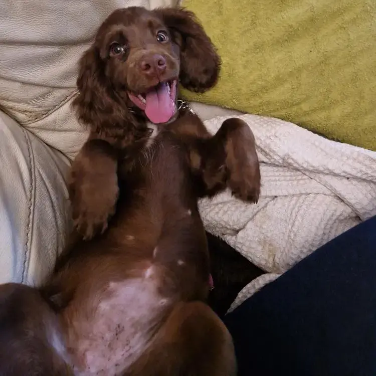 Cocker Spaniel (English)