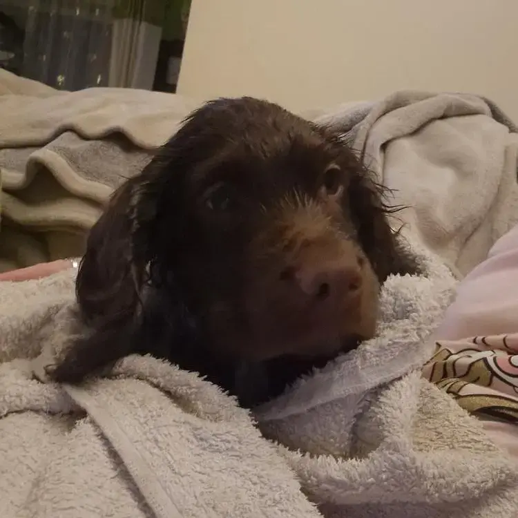 Cocker Spaniel (English)