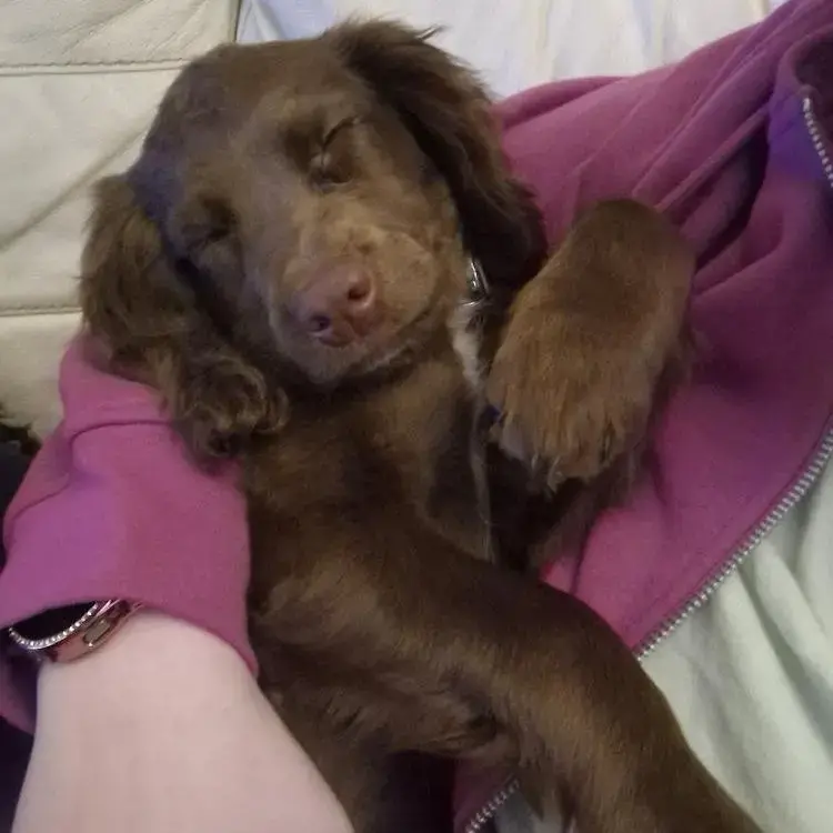 Cocker Spaniel (English)