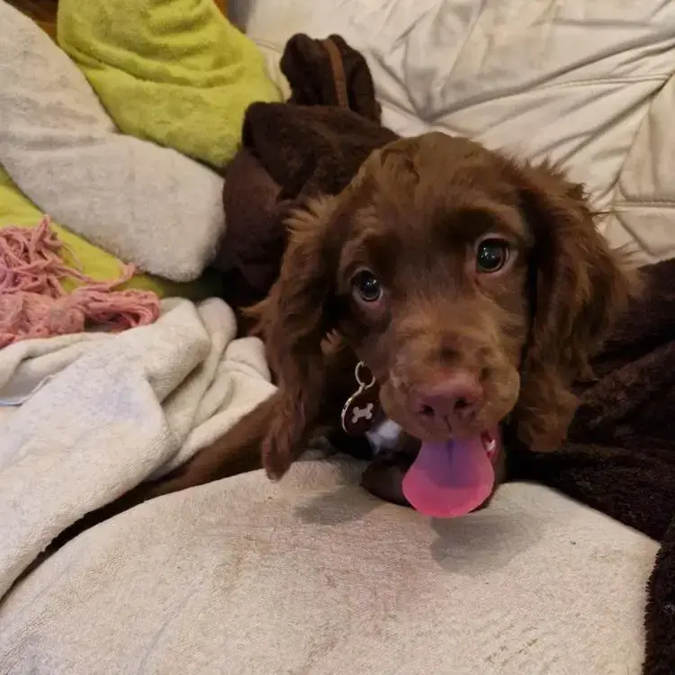Cocker Spaniel (English)