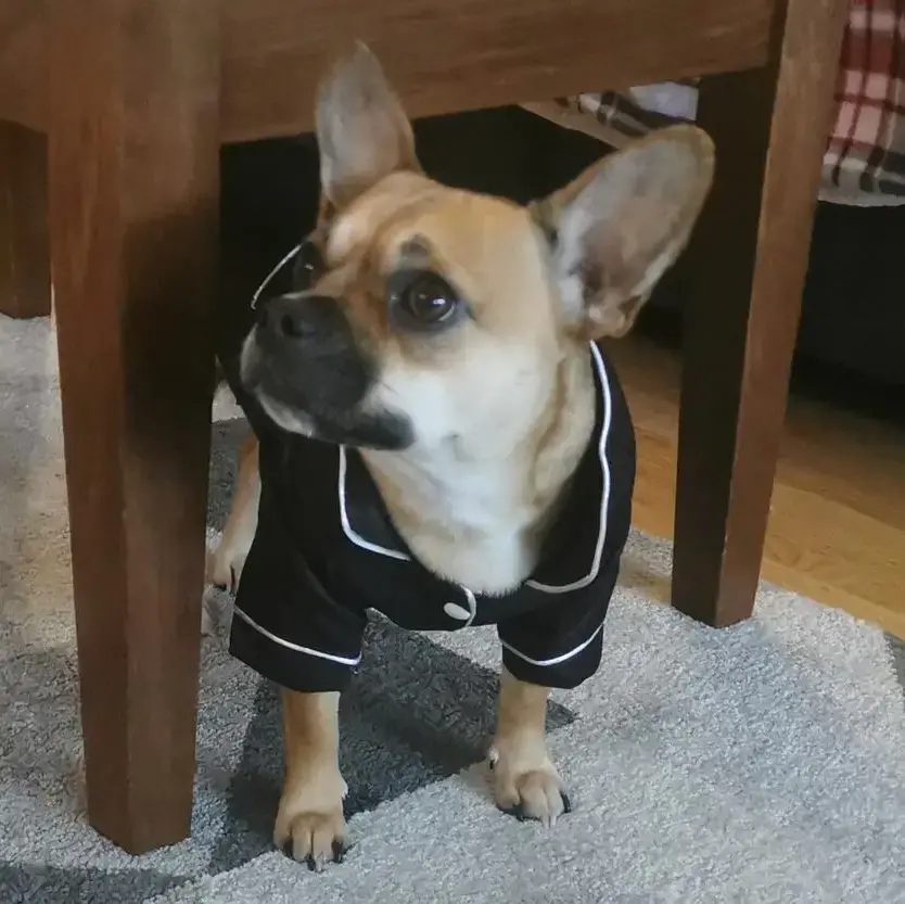 French Bulldog