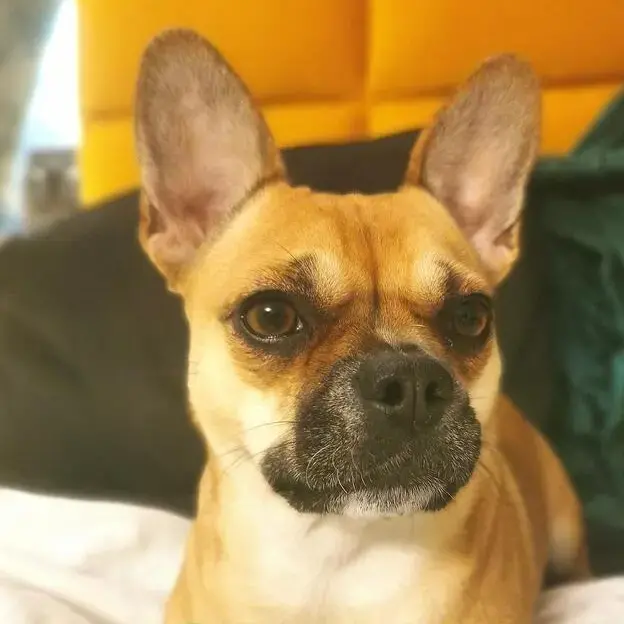 French Bulldog