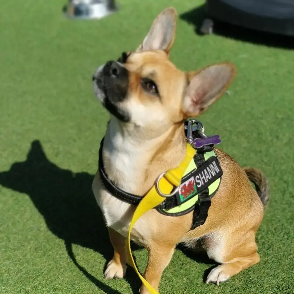 French Bulldog