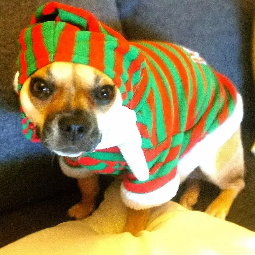 French Bulldog