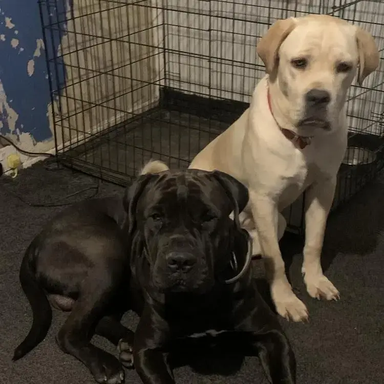 Neapolitan Mastiff