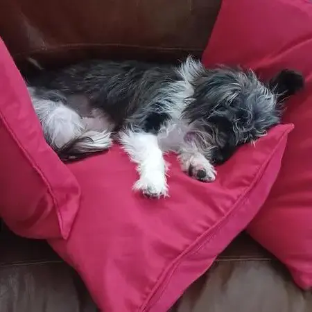 Chihuahua (Long Coat)