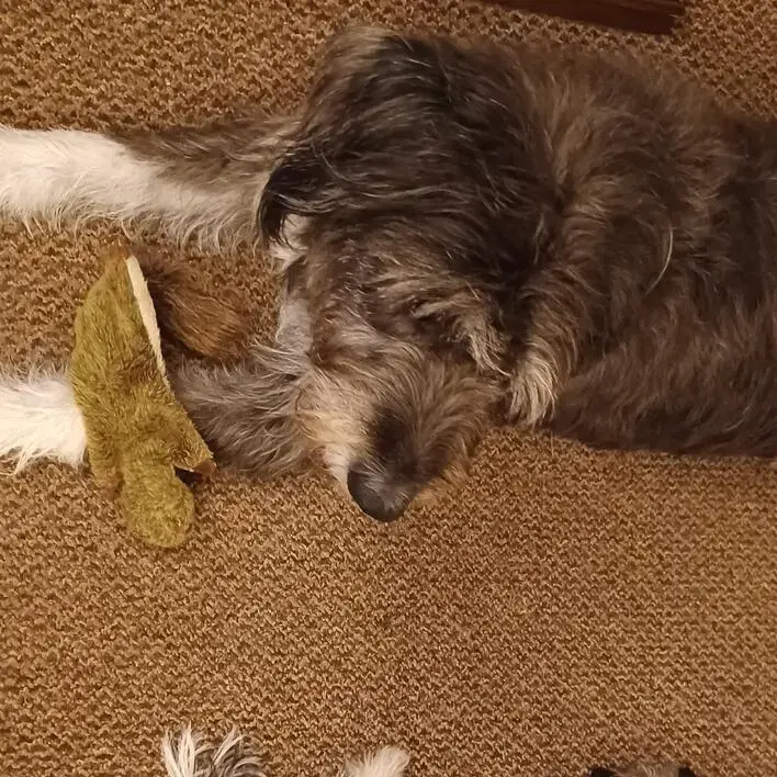 Chihuahua (Long Coat)