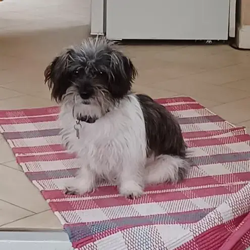 Chihuahua (Long Coat)