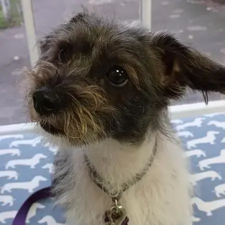 Chihuahua (Long Coat)