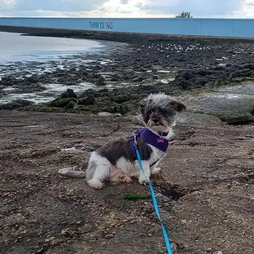 Chihuahua (Long Coat)