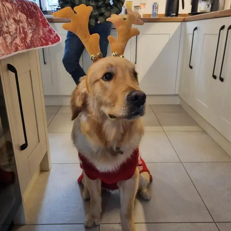 Golden Retriever