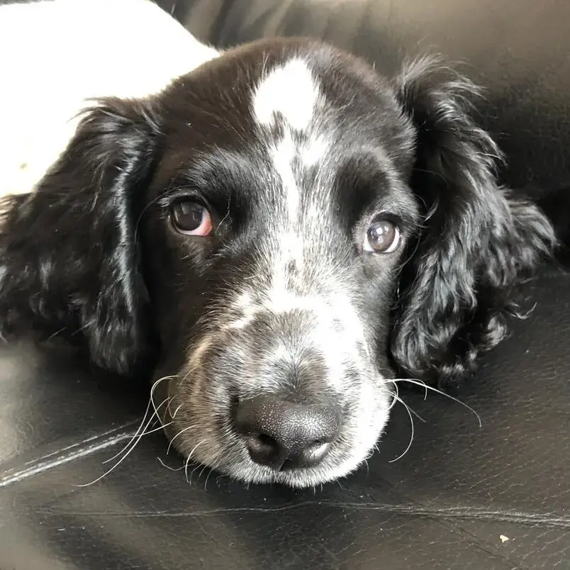 English Springer Spaniel