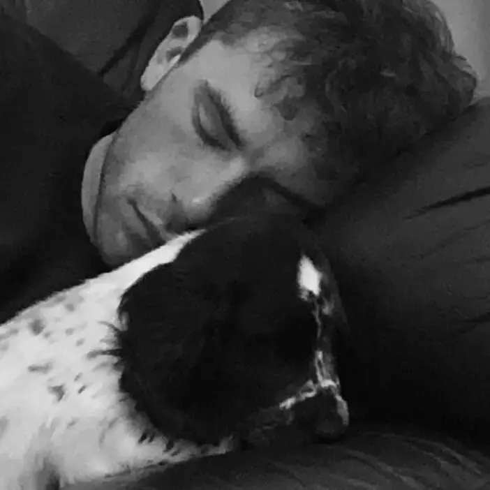 English Springer Spaniel