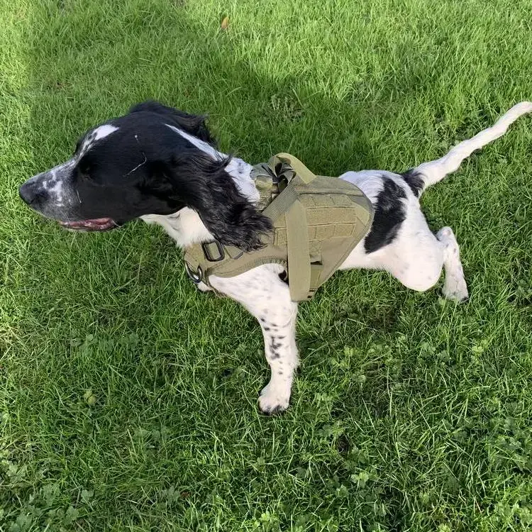English Springer Spaniel