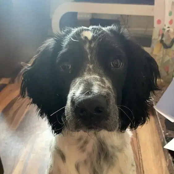 English Springer Spaniel