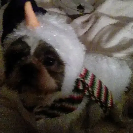 Shih Tzu