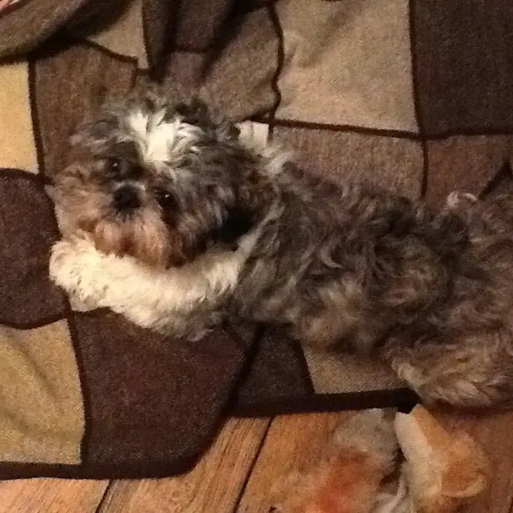 Shih Tzu