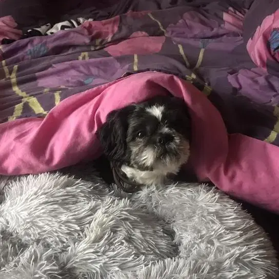 Shih Tzu