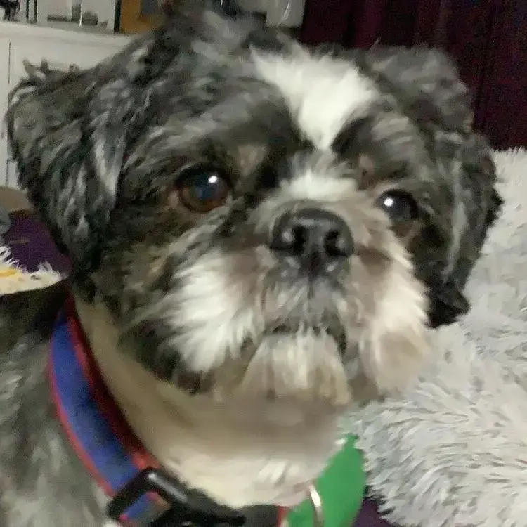 Shih Tzu