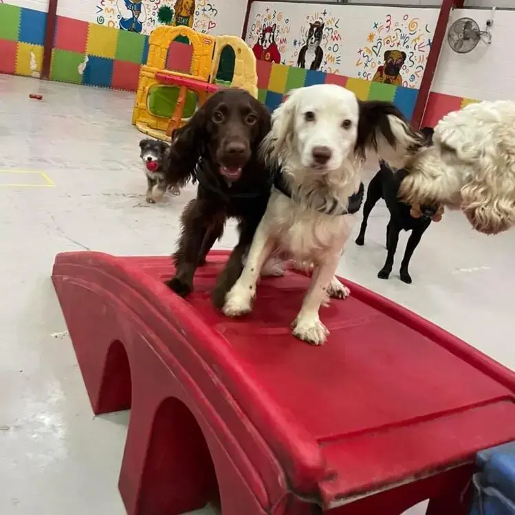 Cocker Spaniel (English)