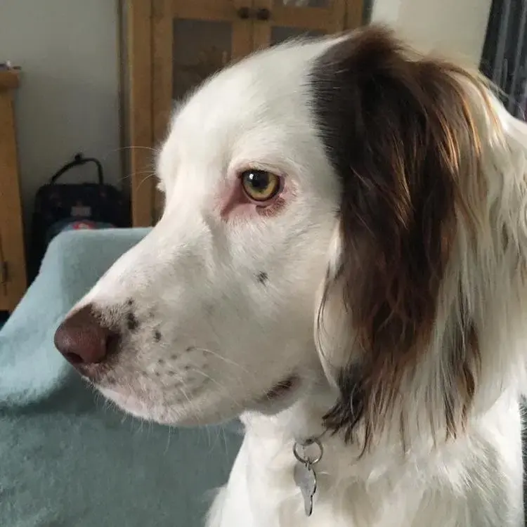 Cocker Spaniel (English)