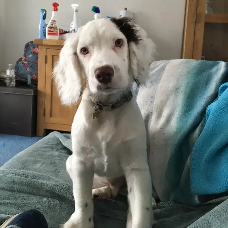 Cocker Spaniel (English)