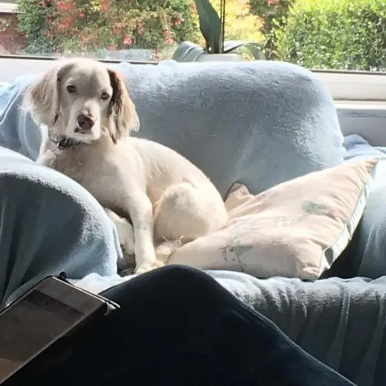 Cocker Spaniel (English)